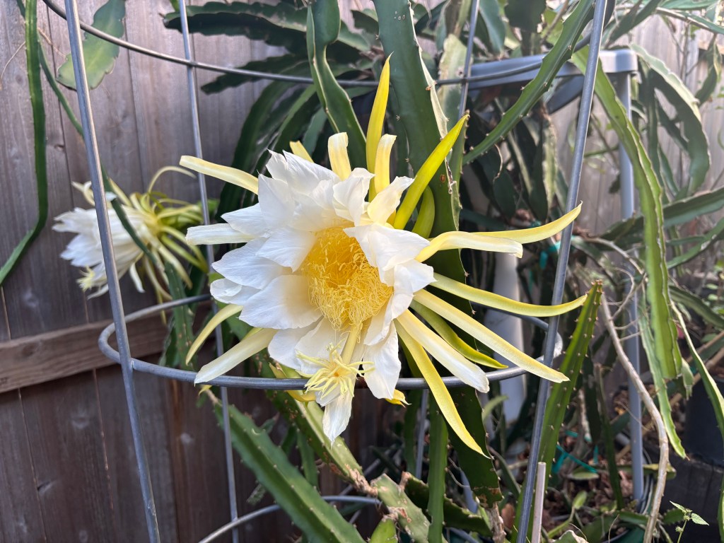 The Best Way To Pollinate Your Dragon Fruit Flowers